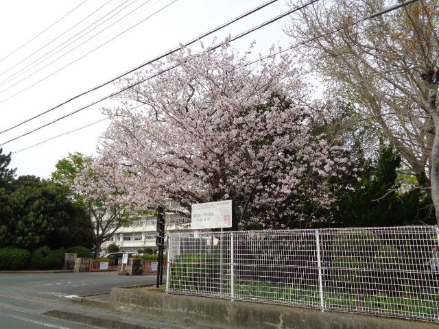 城北の桜