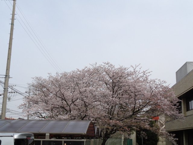 水道部の桜