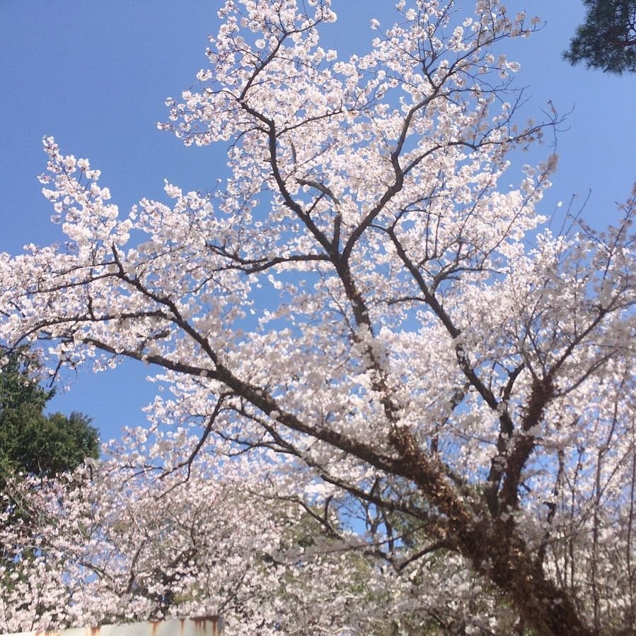 【桜】磐田　つつじ公園②